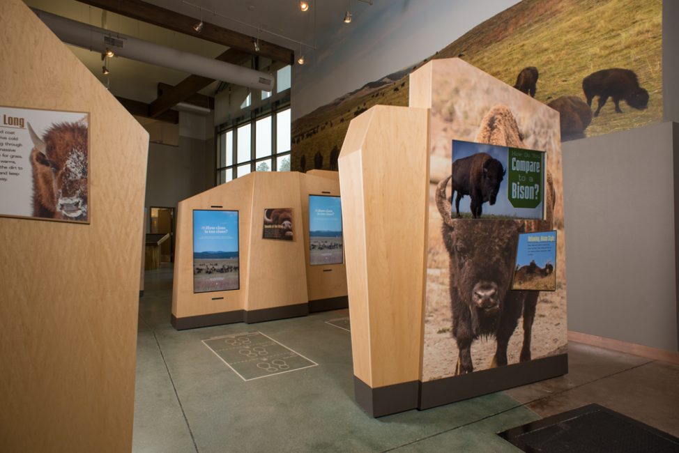 The display in the foreground lets visitors compare themselves to a bison. The interactive behind that teaches people about bison safety: if they walk too close to the screens, a bison appears to charge at them. On-screen text helps visitors understand bison body language.