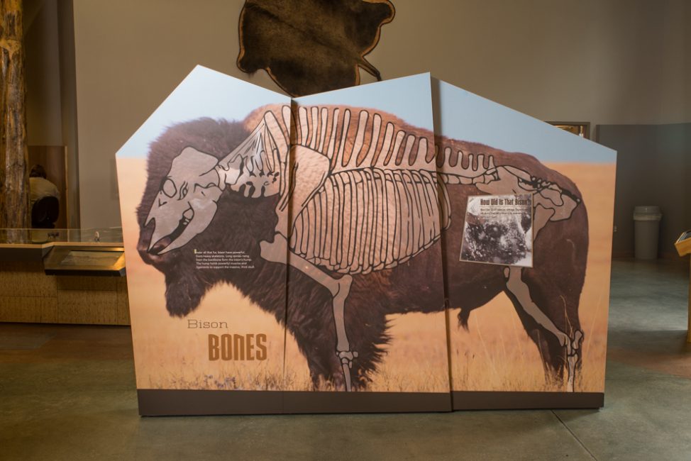 The bison displays are freestanding and two-sided, with interpretation on both sides. 